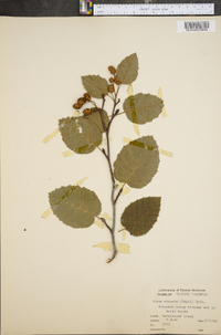 Alnus sinuata image