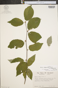 Betula alleghaniensis image