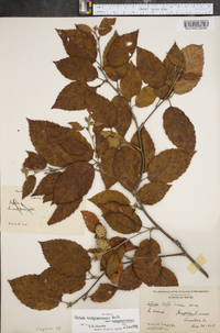 Betula alleghaniensis image