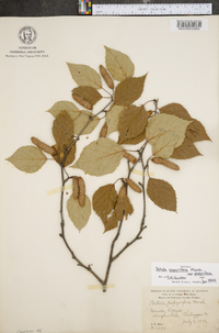 Betula papyrifera image