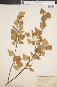 Betula pendula image