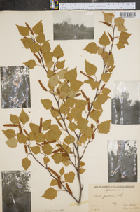 Betula pendula image