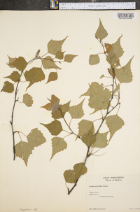 Betula populifolia image