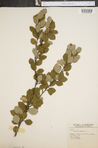 Betula pumila image