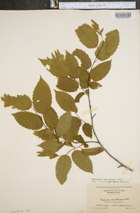 Carpinus caroliniana var. virginiana image