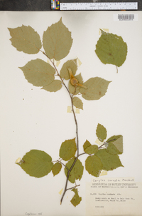 Corylus cornuta image