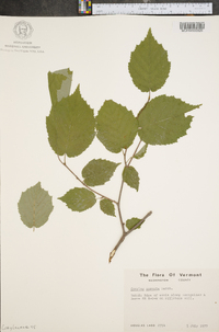 Corylus cornuta image