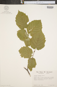 Corylus cornuta image