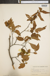 Ostrya virginiana var. lasia image