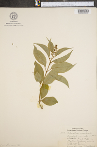 Celastrus scandens image