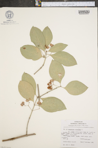 Celastrus scandens image