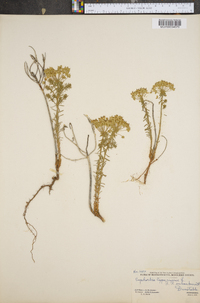 Euphorbia cyparissias image