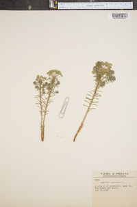 Euphorbia cyparissias image