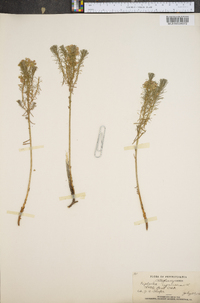 Euphorbia cyparissias image