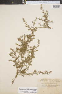 Euphorbia humistrata image