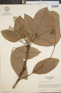 Hevea spruceana image