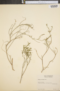 Stillingia linearifolia image