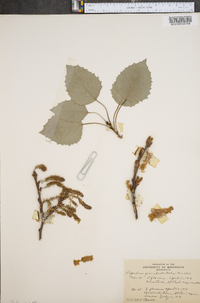 Populus grandidentata image