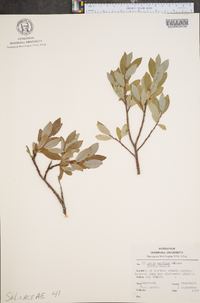 Salix arctica image