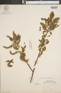 Salix balsamifera image