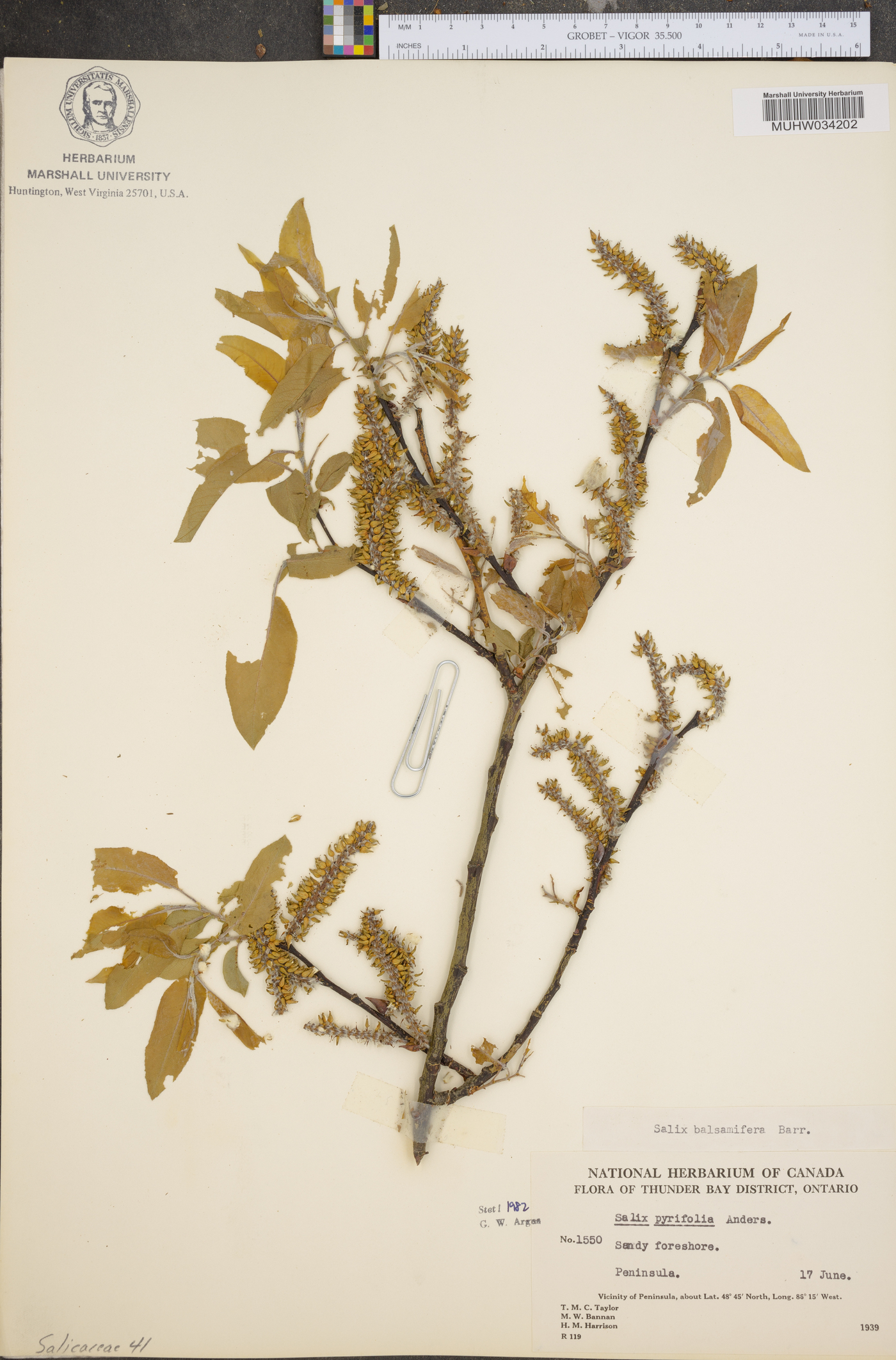 Salix balsamifera image