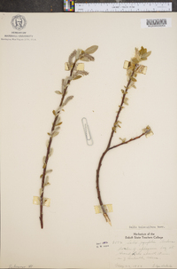 Salix balsamifera image