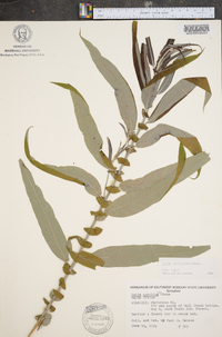 Salix caroliniana image