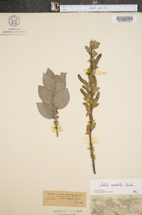 Salix cordata image