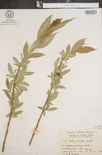 Salix lucida image