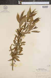 Salix lucida image