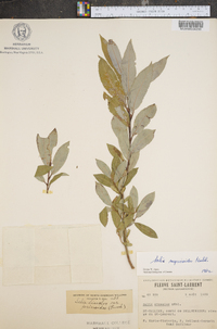 Salix myricoides image