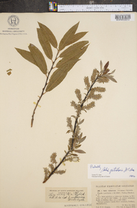 Salix petiolaris image