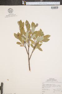 Salix planifolia image