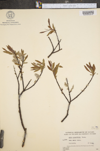 Salix planifolia image