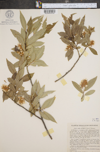 Salix serissima image