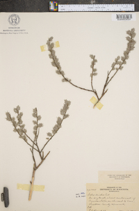 Salix tristis image