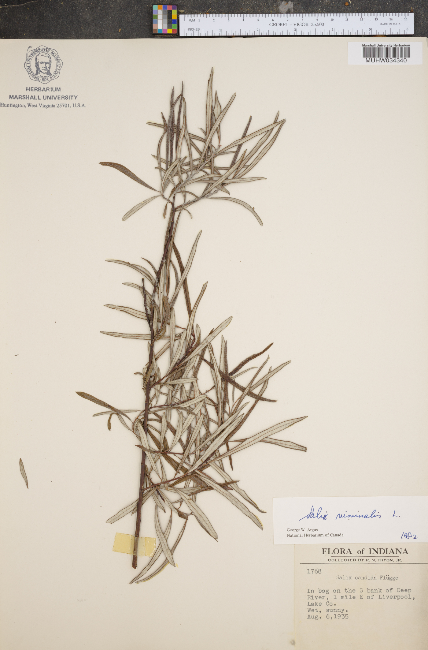 Salix viminalis image