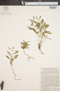 Hybanthus linearifolius image