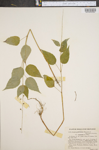 Circaea quadrisulcata image