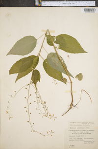 Circaea quadrisulcata image