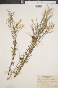 Epilobium densum image