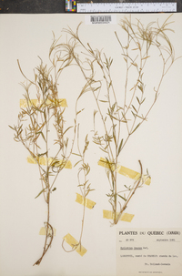 Epilobium densum image