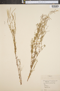 Epilobium densum image