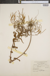 Epilobium ciliatum subsp. glandulosum image