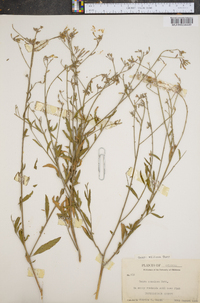 Oenothera cinerea image