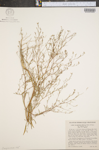 Gayophytum diffusum image