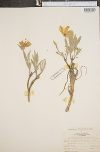 Oenothera fremontii image