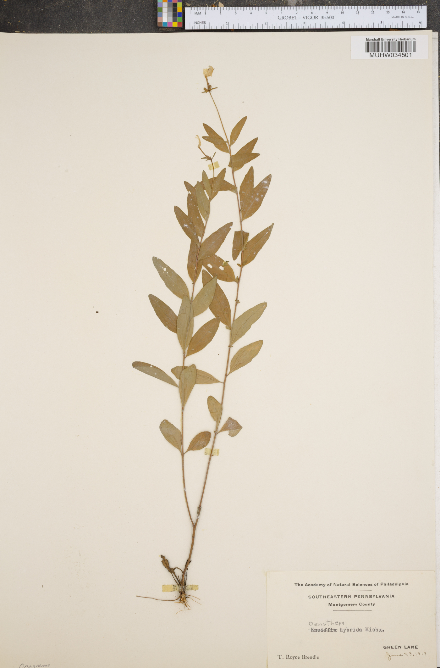 Oenothera tetragona var. hybrida image