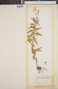 Oenothera tetragona var. hybrida image