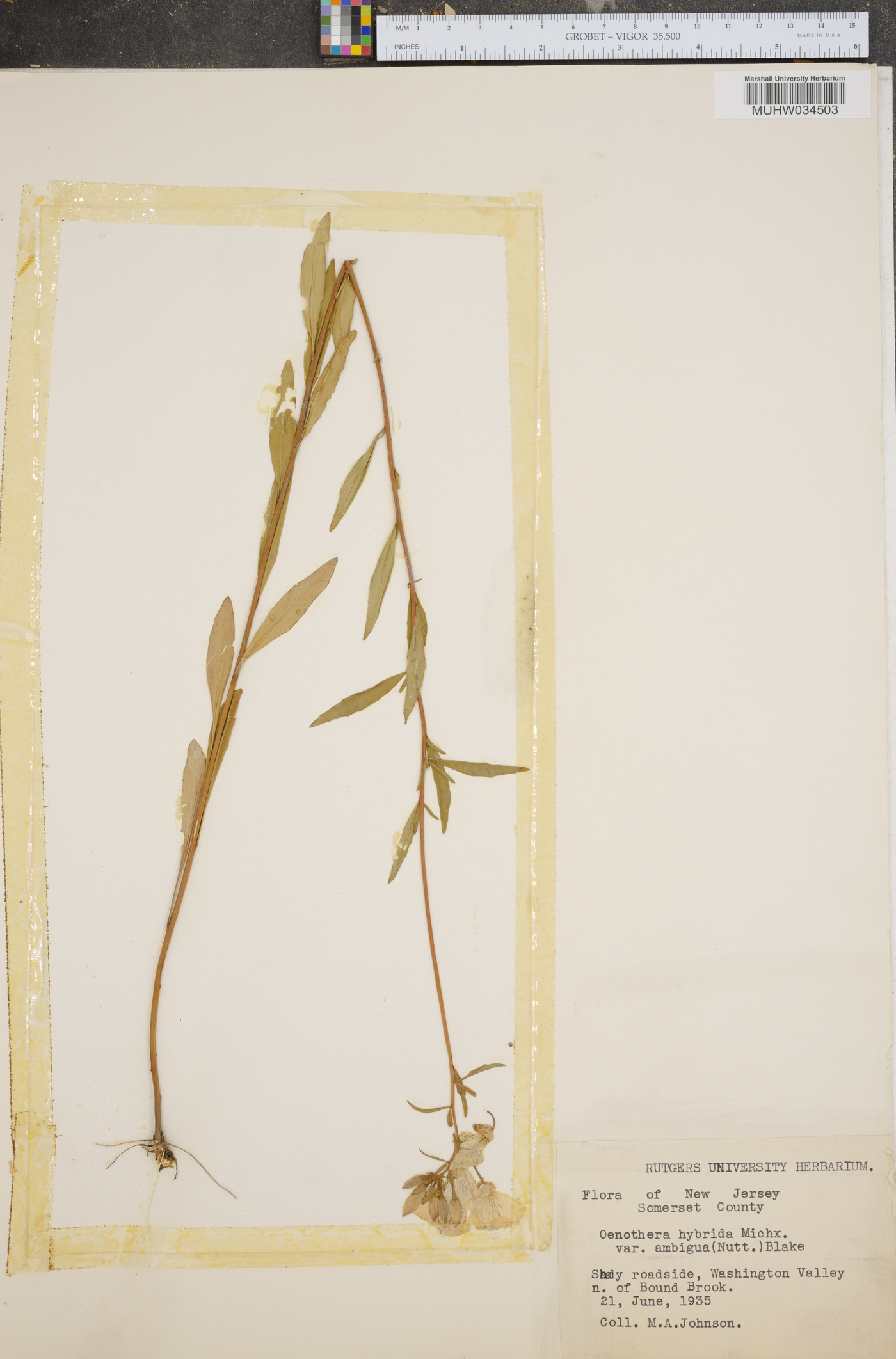 Oenothera tetragona var. hybrida image